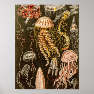 Poster Ilustração das medusas da antiguidade das medusa