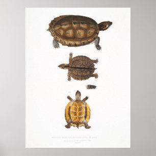 Poster Ilustração das tartarugas/tartarugas