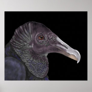 Poster Ilustração de abutre preto