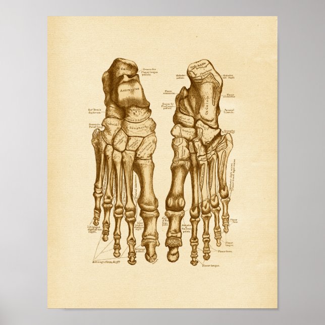 Poster Ilustração de Anatomia de Vintage com Ossos do Pé (Frente)