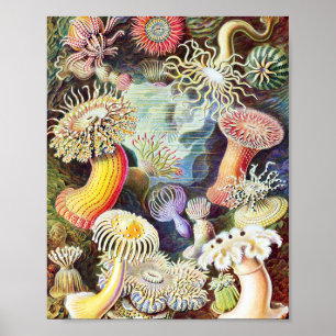 Poster Ilustração de anêmonas do mar por Ernst Haeckel
