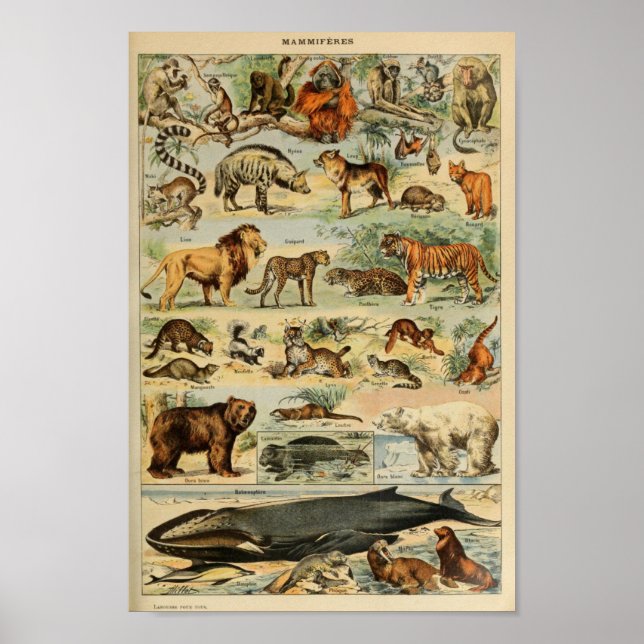 Poster Ilustração de Animais Selvagens Vintage (Frente)