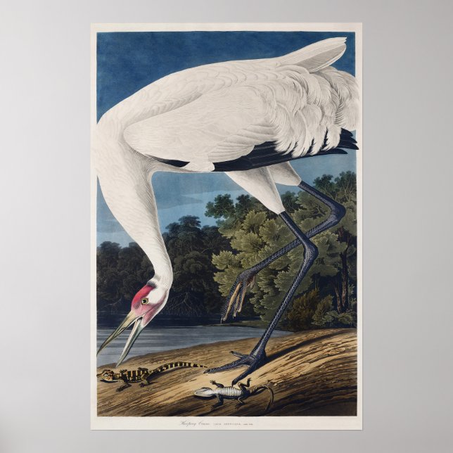 Poster Ilustração de Aquarela da Grua-Branca de Audubon (Frente)