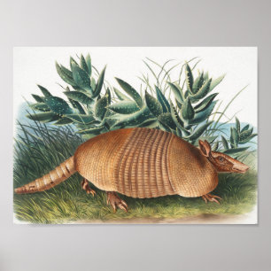 Poster Ilustração de Armadillo (Dasypus Peba) com nove fa