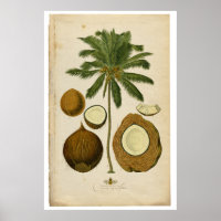 Ilustração de Árvore de Coco Vintage