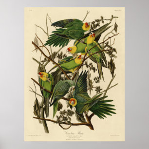 Poster Ilustração de Ave de Papagaio da Carolina de Audub