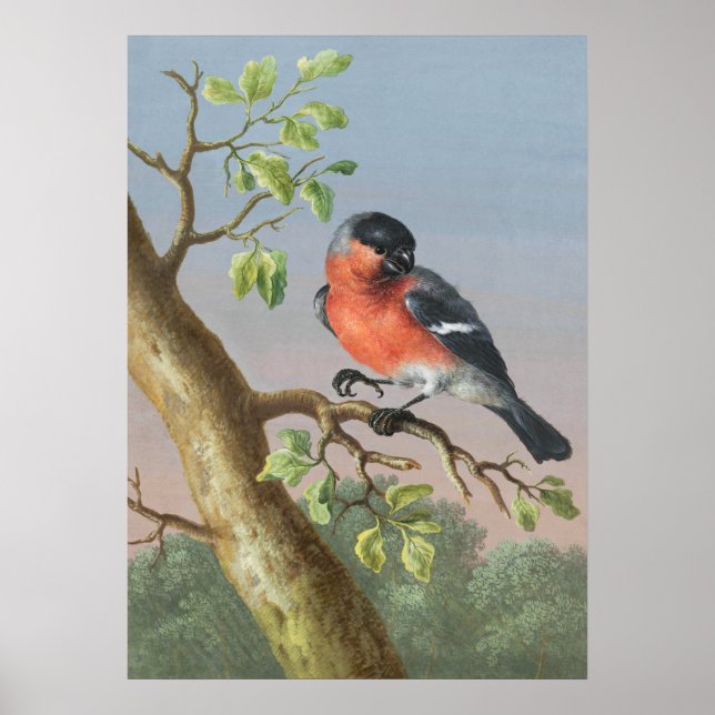Poster Ilustração de Aves Vintage (Frente)