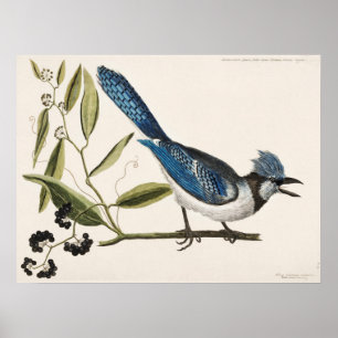 Poster Ilustração de Aves Vintage