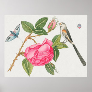 Poster Ilustração de Aves Vintage