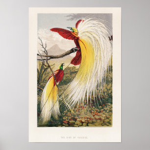 Poster Ilustração de Aves Vintage