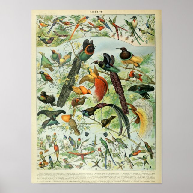 Poster Ilustração de Aves Vintage (Frente)