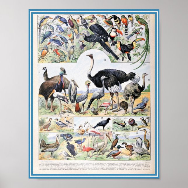 Poster Ilustração de Aves Vintage (Frente)