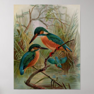 Poster Ilustração de Aves Vintage de Kingfisher Comum