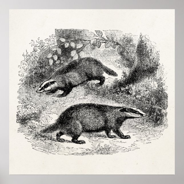 Pôster Ilustração de Badger Vintage 1800s (Frente)