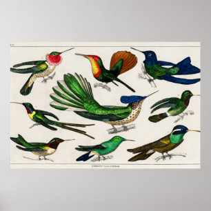 Poster Ilustração de beija-flor da safra