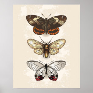 Poster Ilustração de Borboleta