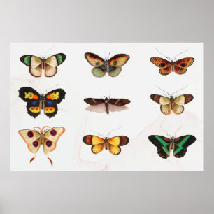 Poster Ilustração de Borboleta