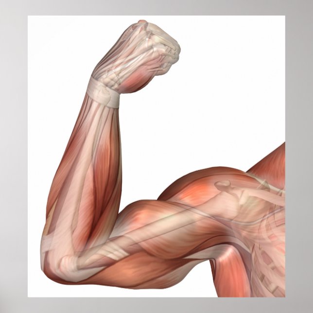 Poster Ilustração De Braço Flexo Mostrando Bicep Humano (Frente)