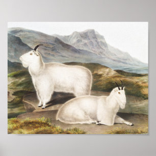 Poster Ilustração de Cabra de Montanha Rochosa (America