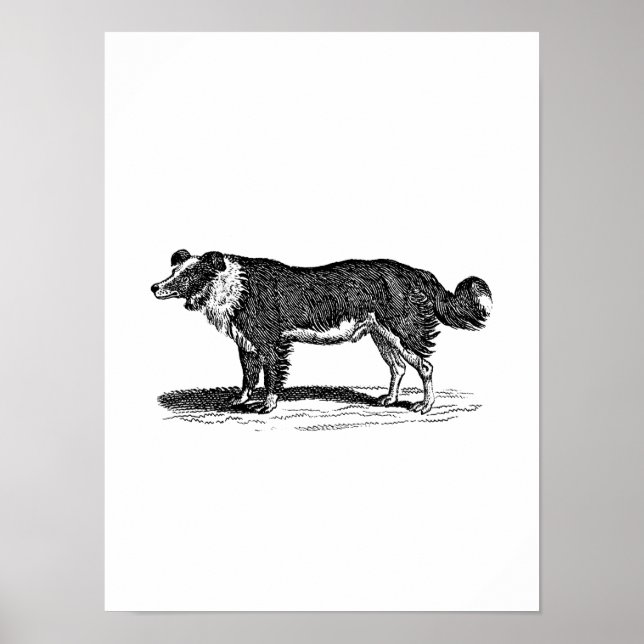 Pôster Ilustração de Cachorro Collie Fronteira Vintage 18 (Frente)