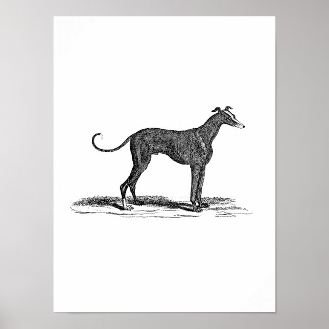 Pôster Ilustração de Cães de Greyhound dos anos 1800 - Cã (Frente)