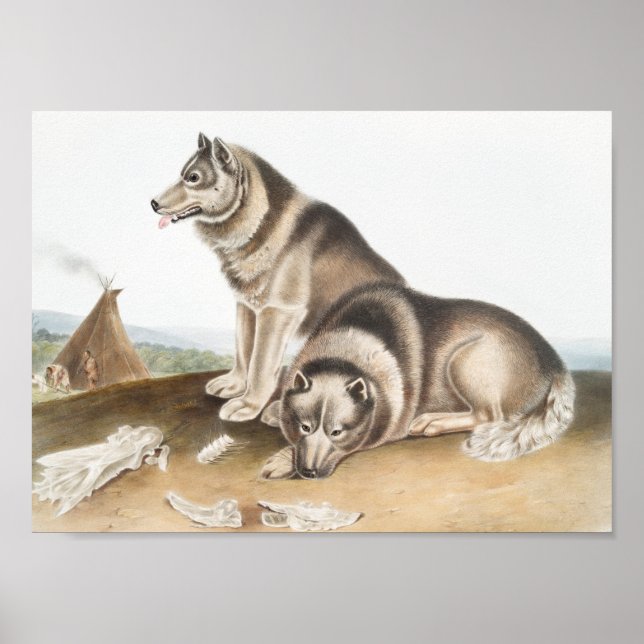 Poster Ilustração de Cão Esquimaux (Canis familiaris) (Frente)