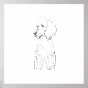 Poster Ilustração de Cão Poodle Padrão