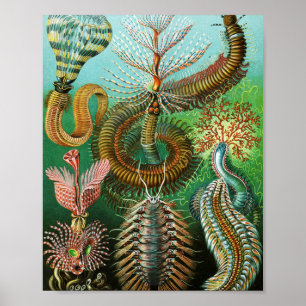Poster Ilustração de Chaetopoda por Ernst Haeckel