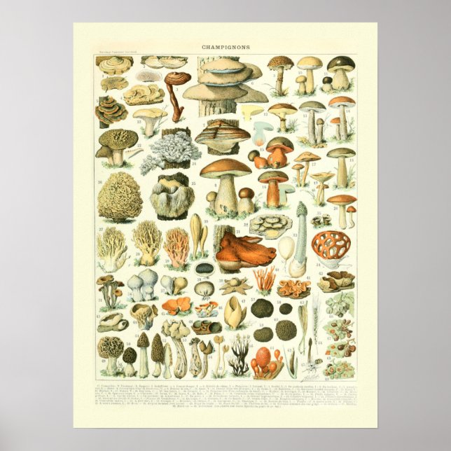 Poster Ilustração de Ciências Mushroom - Adolphe Millot (Frente)