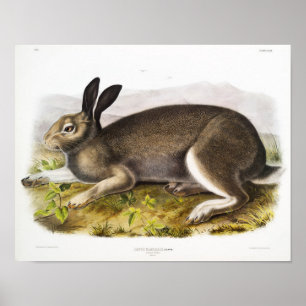 Poster Ilustração de Coelho
