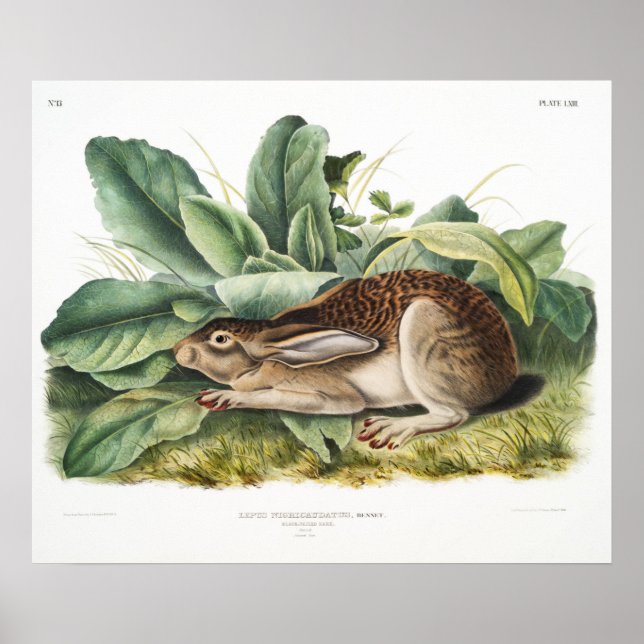 Poster Ilustração de Coelho (Frente)