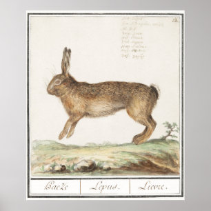 Poster Ilustração de Coelho