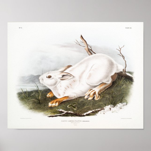 Poster Ilustração de Coelho (Frente)