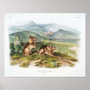 Poster Ilustração de Coelho