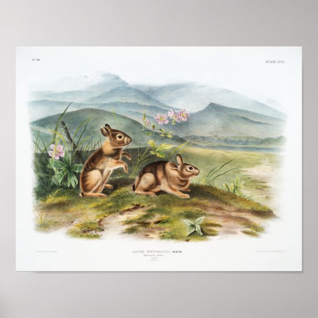 Poster Ilustração de Coelho (Frente)