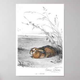 Poster Ilustração de Coelho