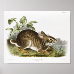 Poster Ilustração de Coelho