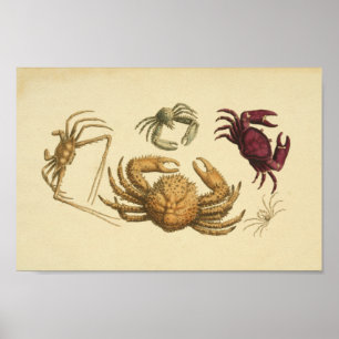 Poster Ilustração de cor de imagem de caranguejos Impre