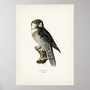 Poster Ilustração de Coruja Vintage