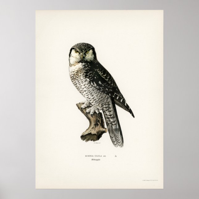 Poster Ilustração de Coruja Vintage (Frente)