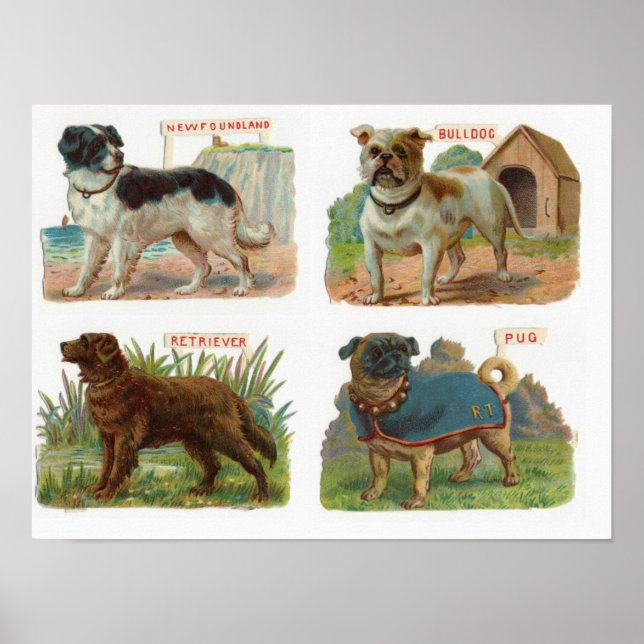 Poster Ilustração de Criação de Cachorro Vintage (Frente)
