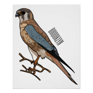 Pôster Ilustração de desenho de aves do estrel americano
