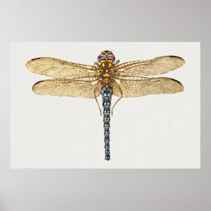 Poster Ilustração de Dragonfly
