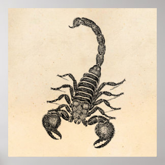 Poster Ilustração de Escorpião Vintage 1800s - Escorpiões
