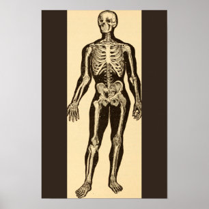 Poster Ilustração de esqueleto vintage envelhecida e capr