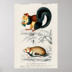 Poster Ilustração de Esquilos Vintage
