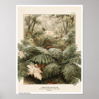 POSTER ILUSTRAÇÃO DE ESTILO RETRÔ DA FLORESTA DA NOVA ZEL