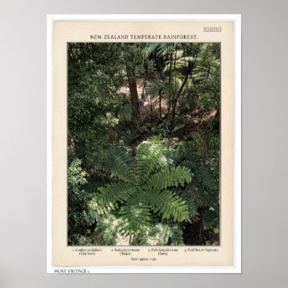 POSTER ILUSTRAÇÃO DE ESTILO RETRÔ DA FLORESTA DA NOVA ZEL