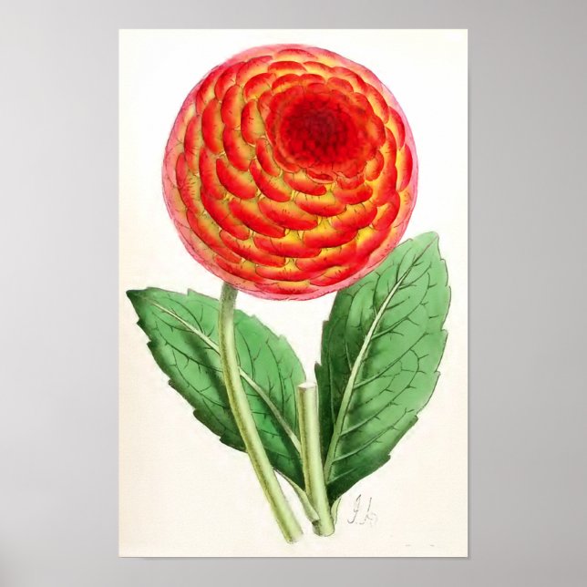 Pôster Ilustração de "Flambeau Dahlia" (Frente)