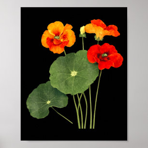 Poster Ilustração de flor de nastúrcio arte da natureza v